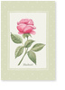 Rose, gr�n, einladung, hochzeit
