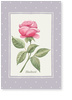 rose, hochzeit, lavendel, karte