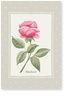 rose, hochzeit, einladung