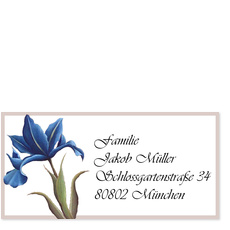 Blaue Lilie