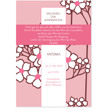 Kirschbl�te - Rosa