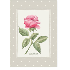 Hochzeitsrose 